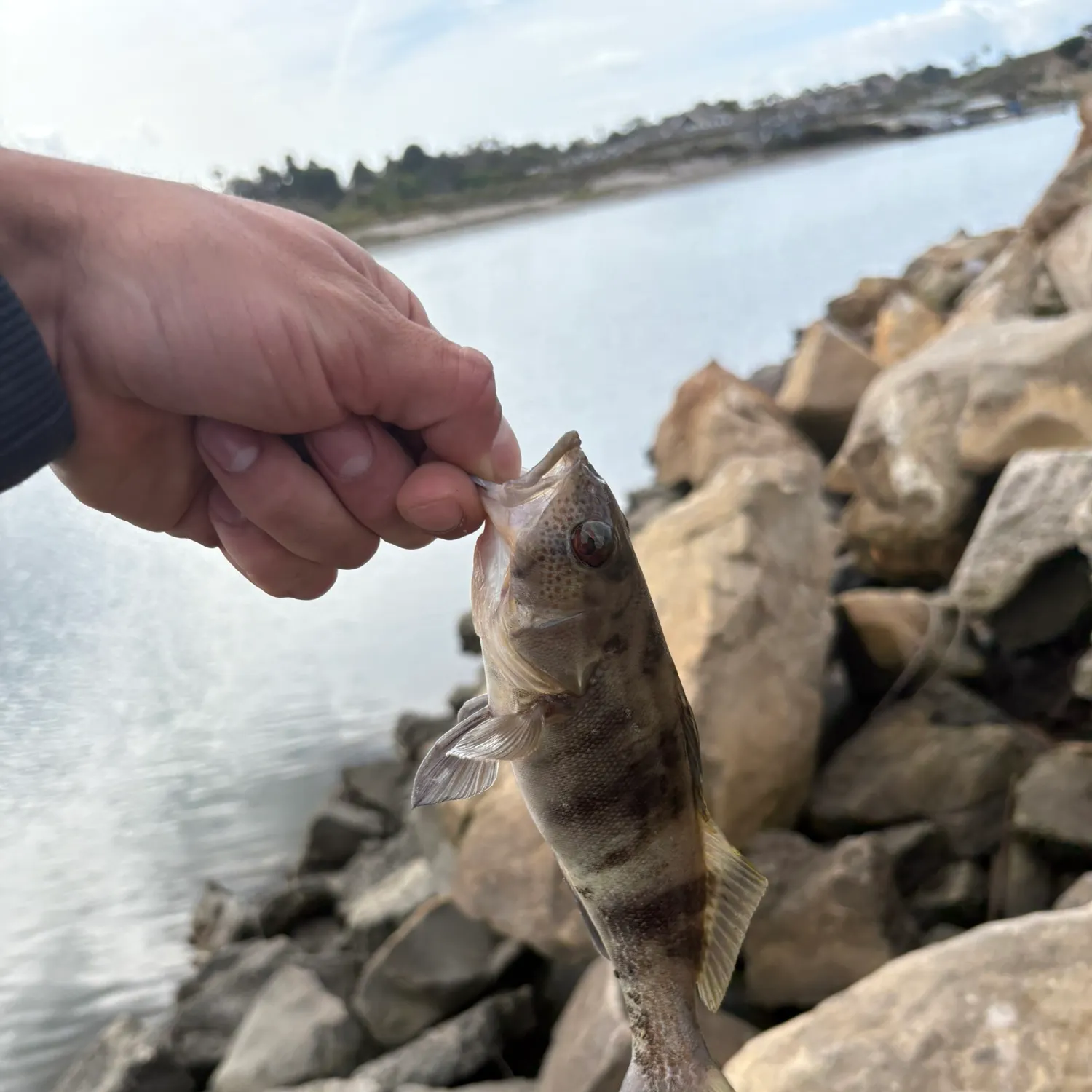 The most recent Barred sand bass catches on Fishbrain