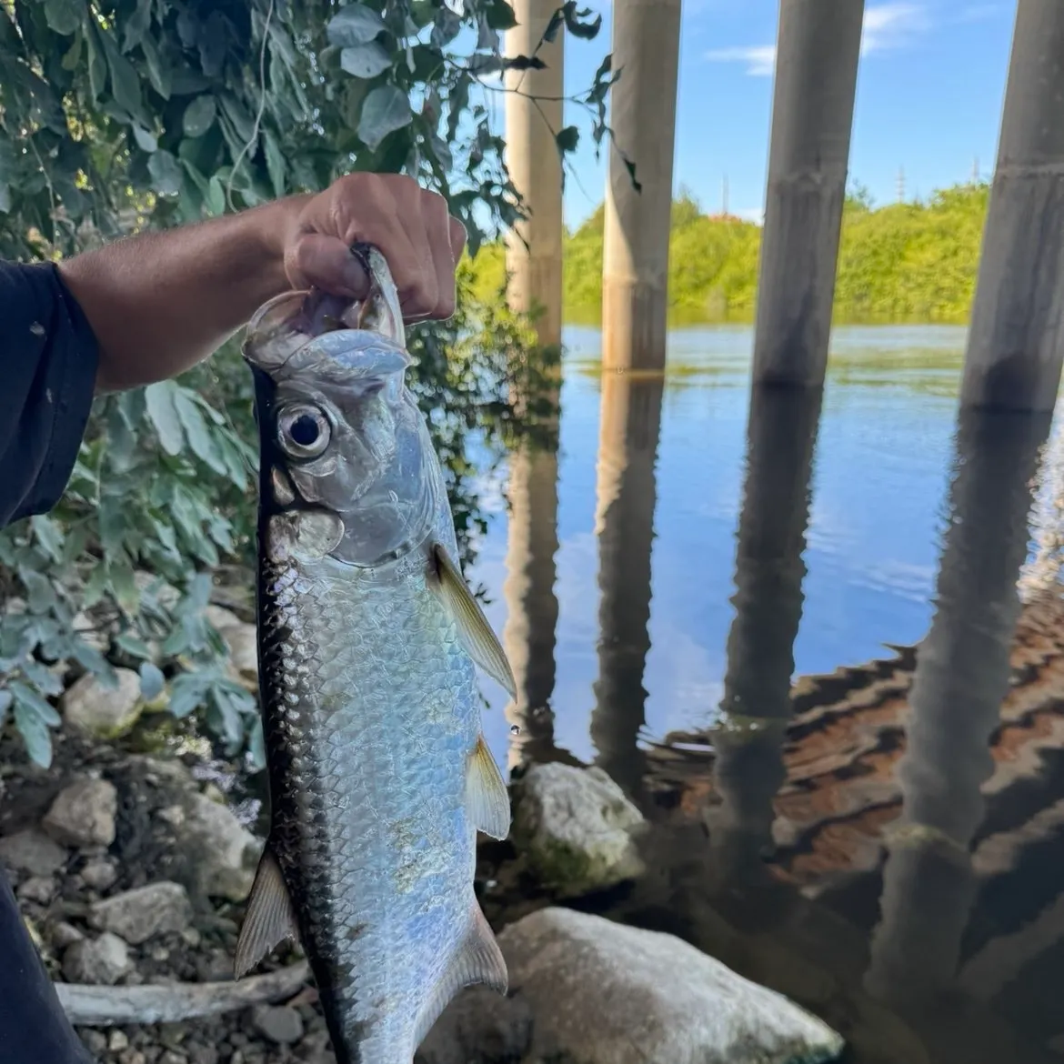 The most recent Tarpon catches on Fishbrain
