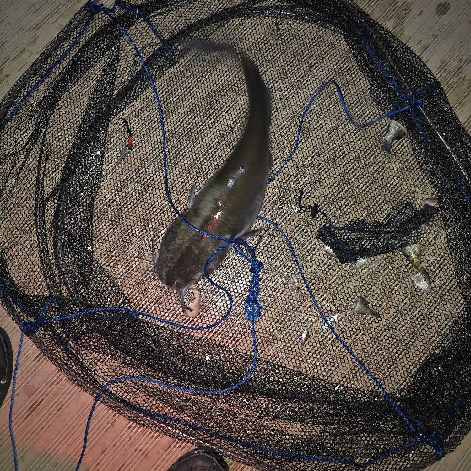 Blue catfish caught on Fishbrain