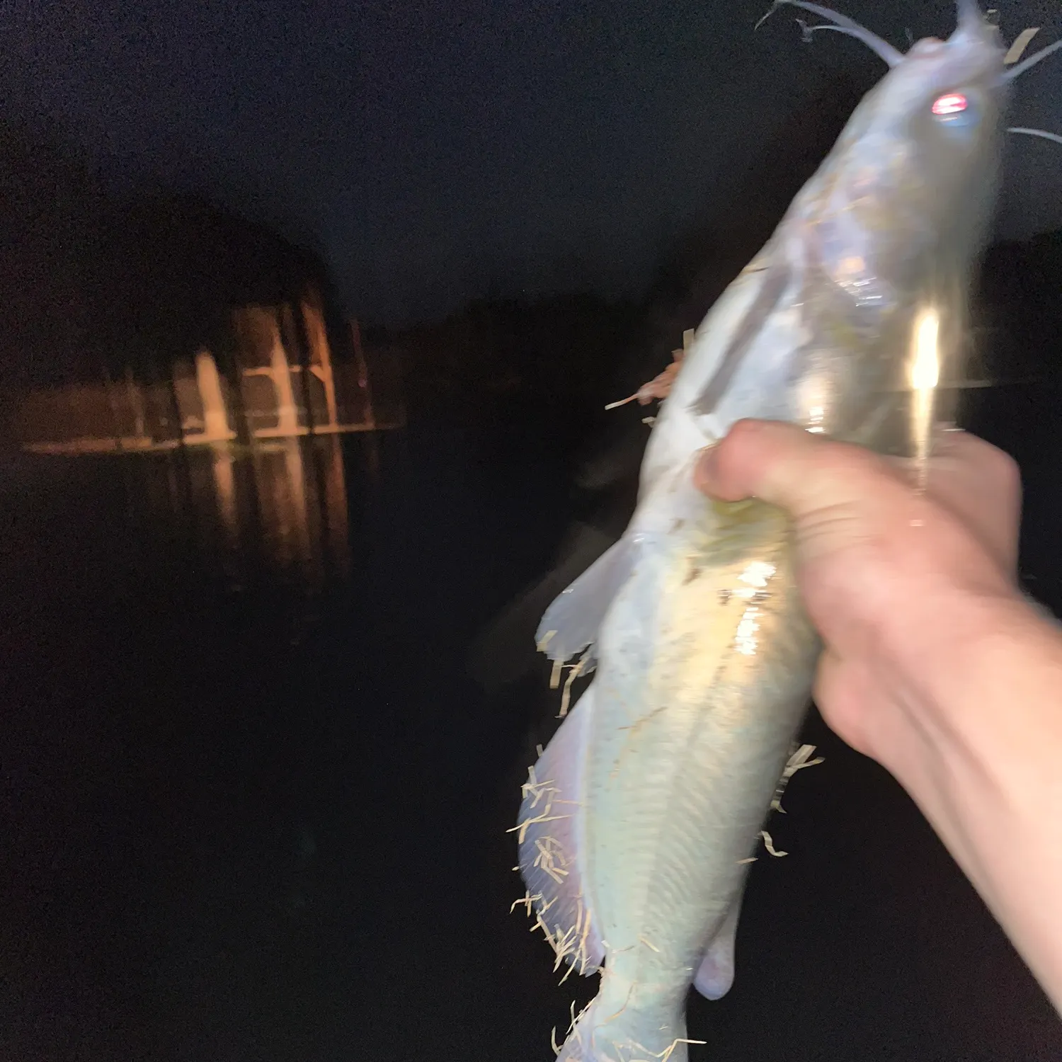Channel catfish caught on Fishbrain