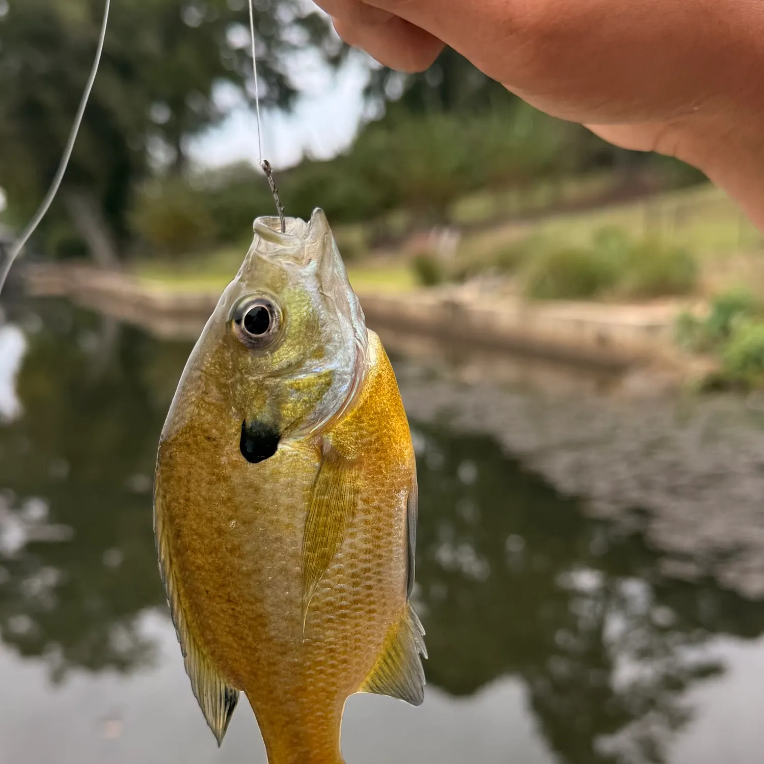 Redbreast sunfish caught on Fishbrain