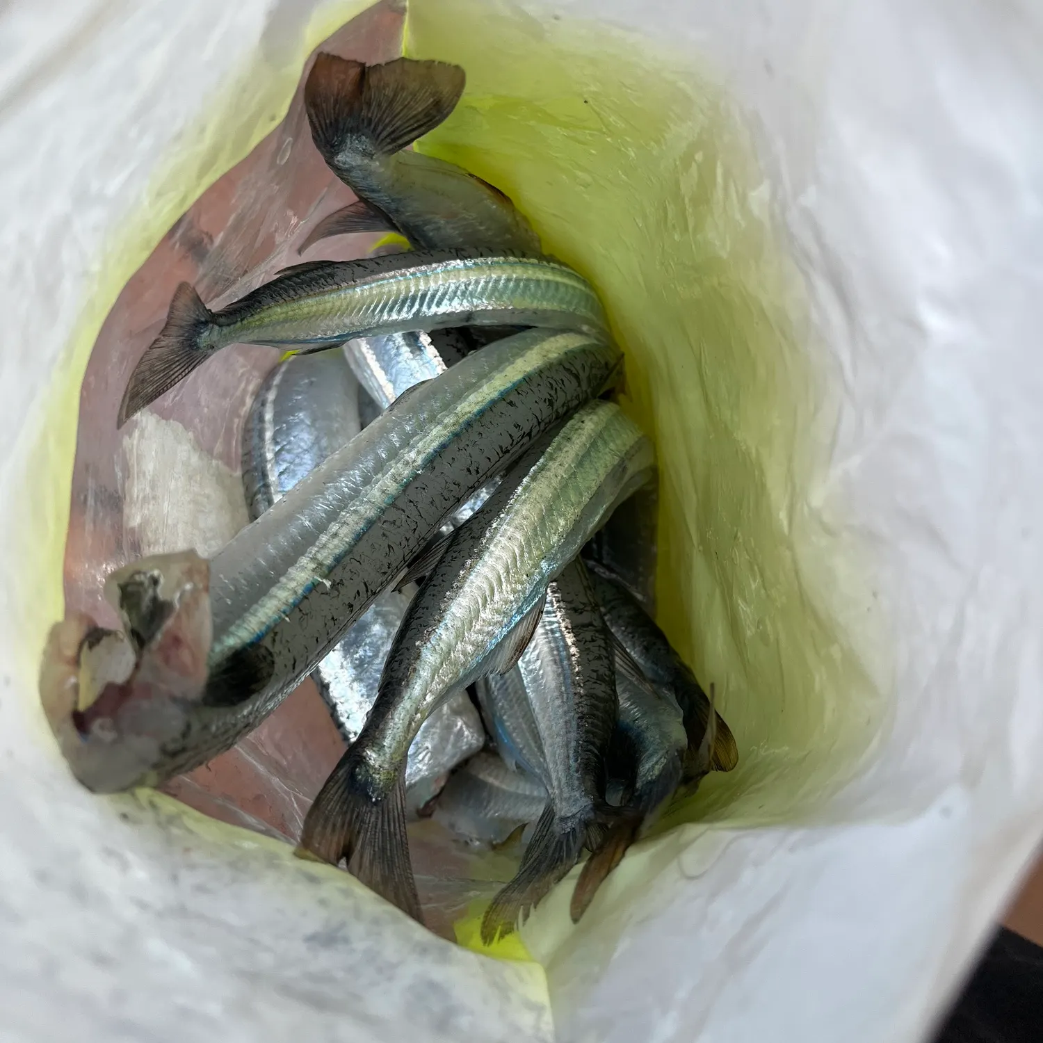 The most recent Eastern sea garfish catches on Fishbrain