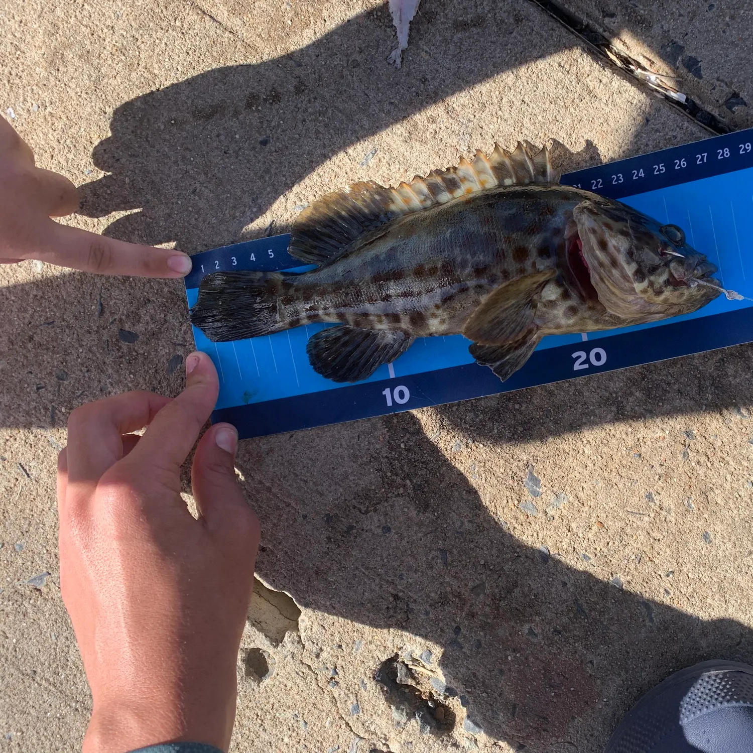 The most recent Malabar grouper catches on Fishbrain