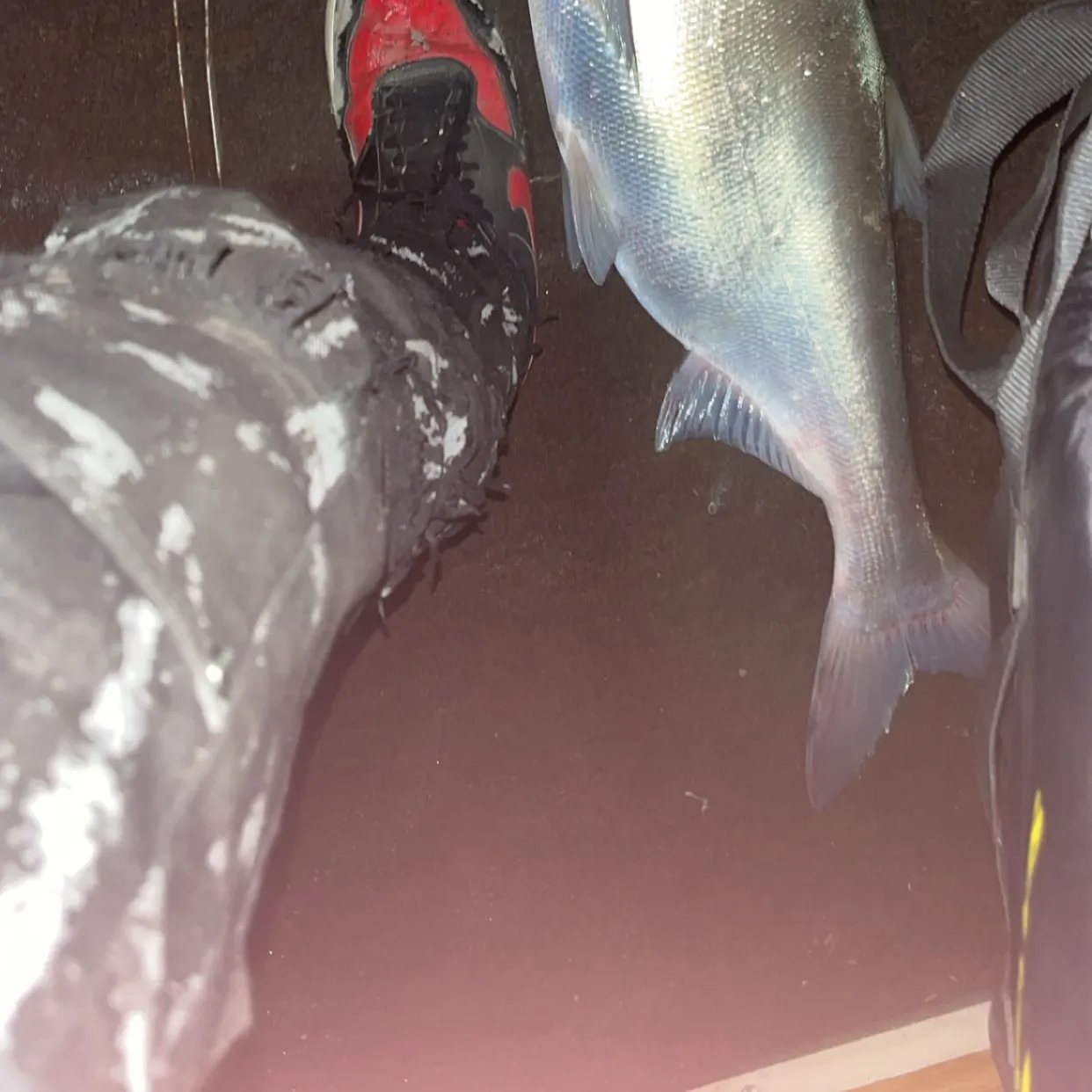 The most recent Silver carp catches on Fishbrain