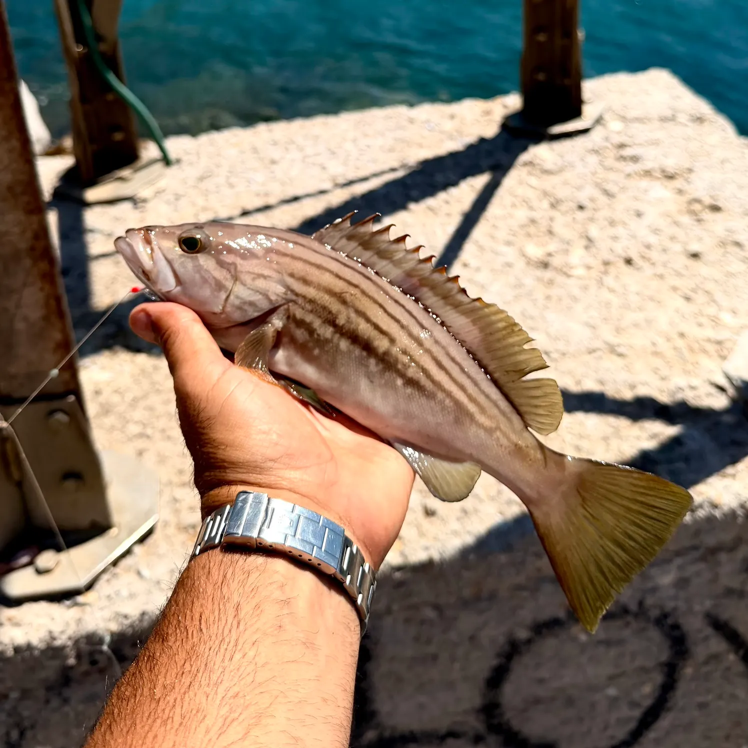The most recent Goldblotched grouper catches on Fishbrain