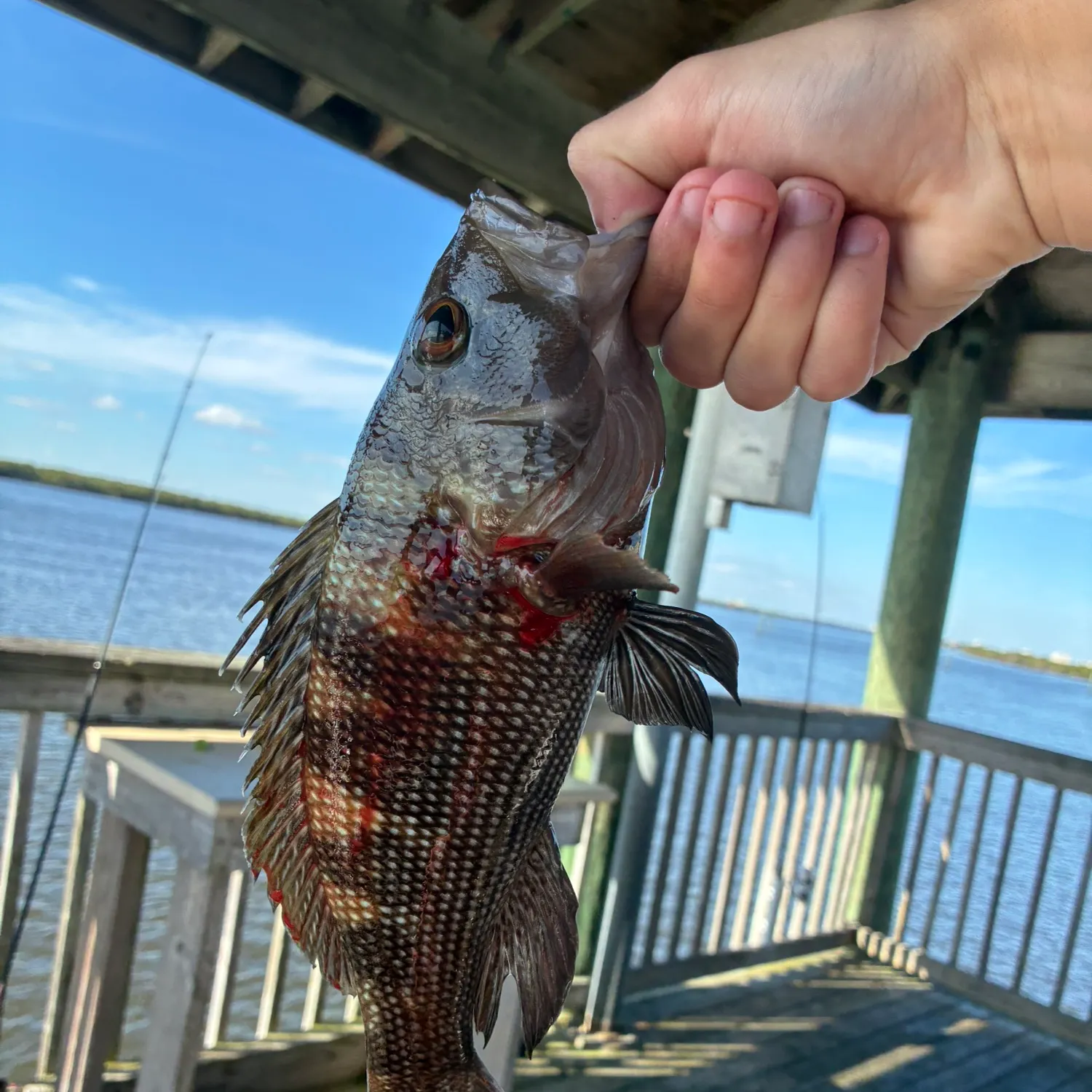 The most recent Black sea bass catches on Fishbrain