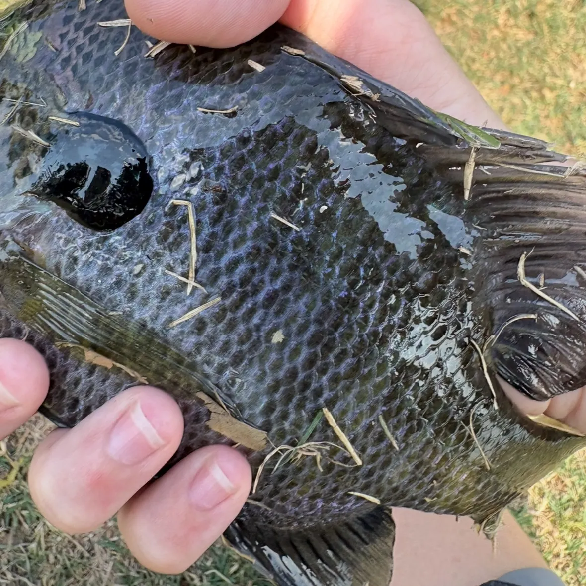 Bluegill caught on Fishbrain