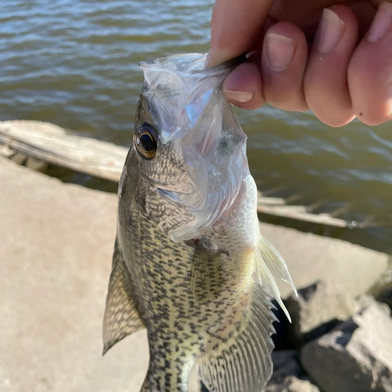 Black crappie caught on Fishbrain