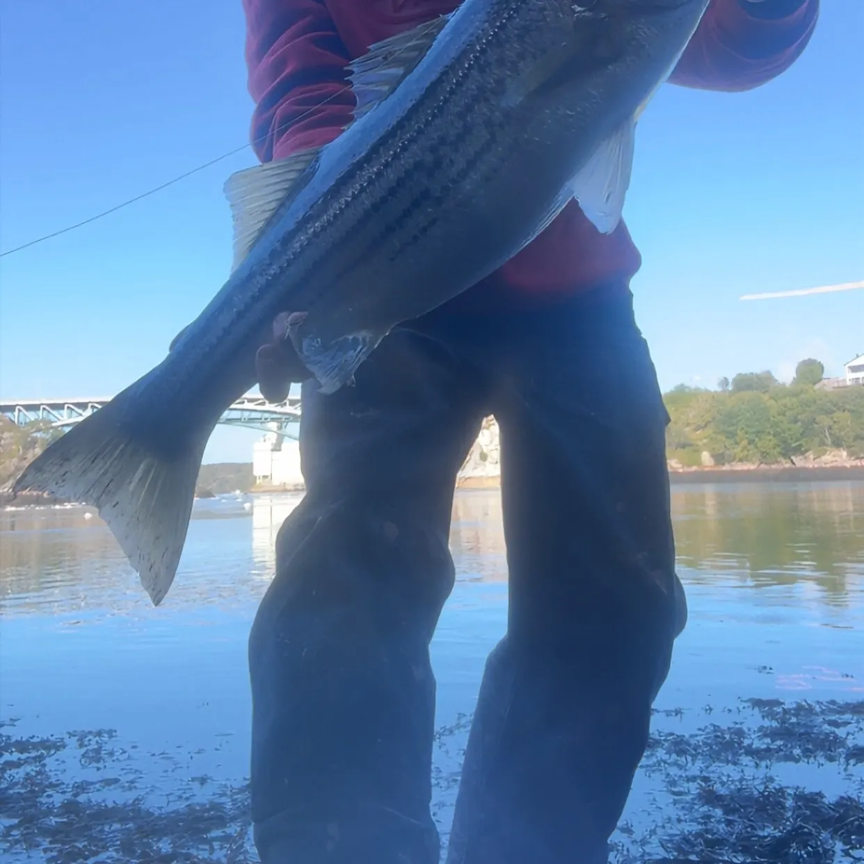 Striped bass caught on Fishbrain