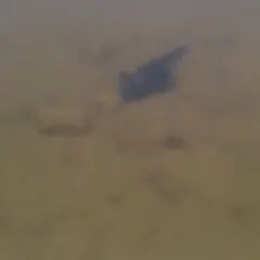 The most recent Snow Pleco catches on Fishbrain