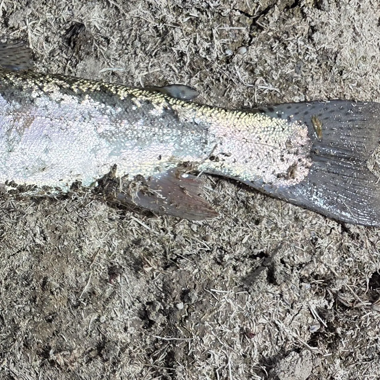 Rainbow trout caught on Fishbrain