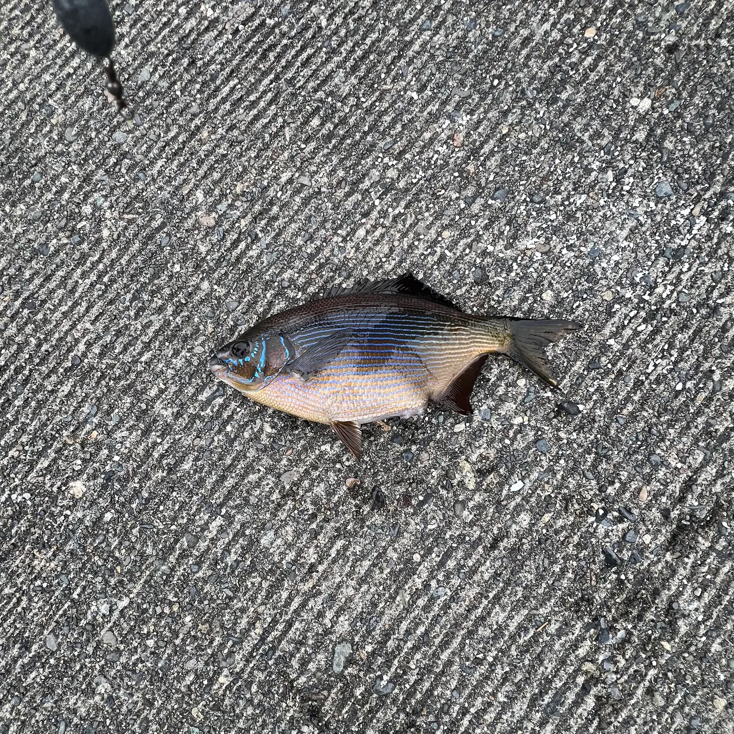 The most recent Striped seaperch catches on Fishbrain