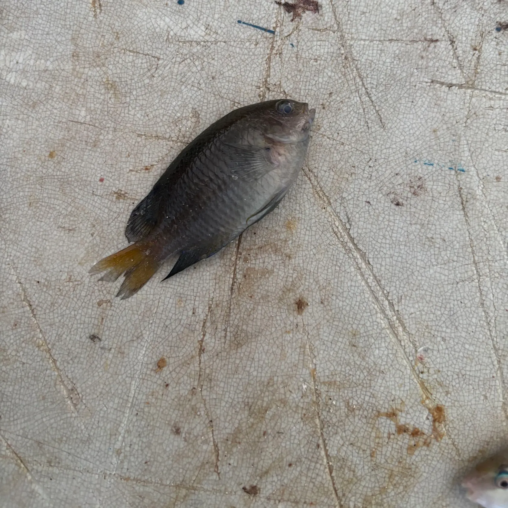 The most recent Dusky damselfish catches on Fishbrain