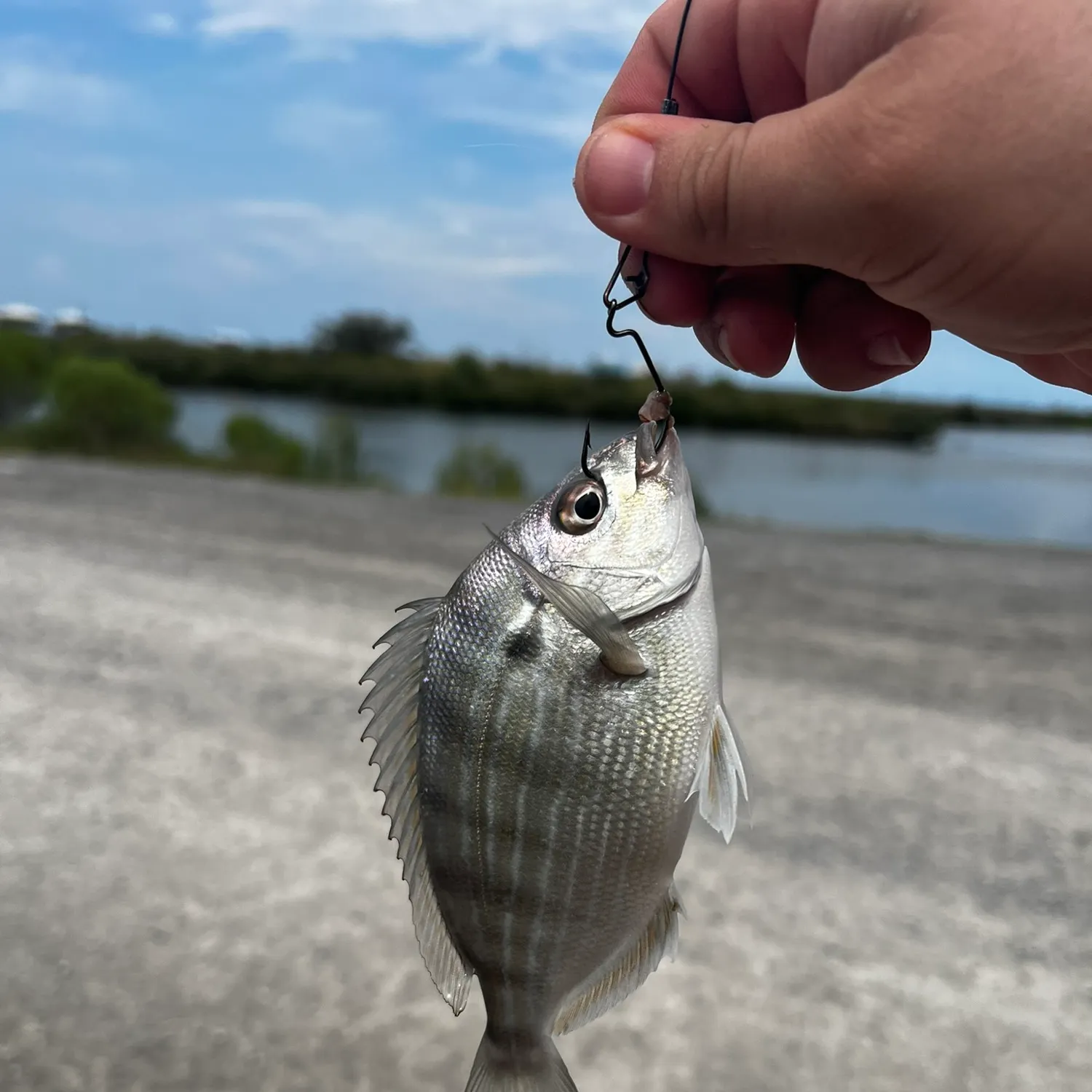 Fish caught on Fishbrain