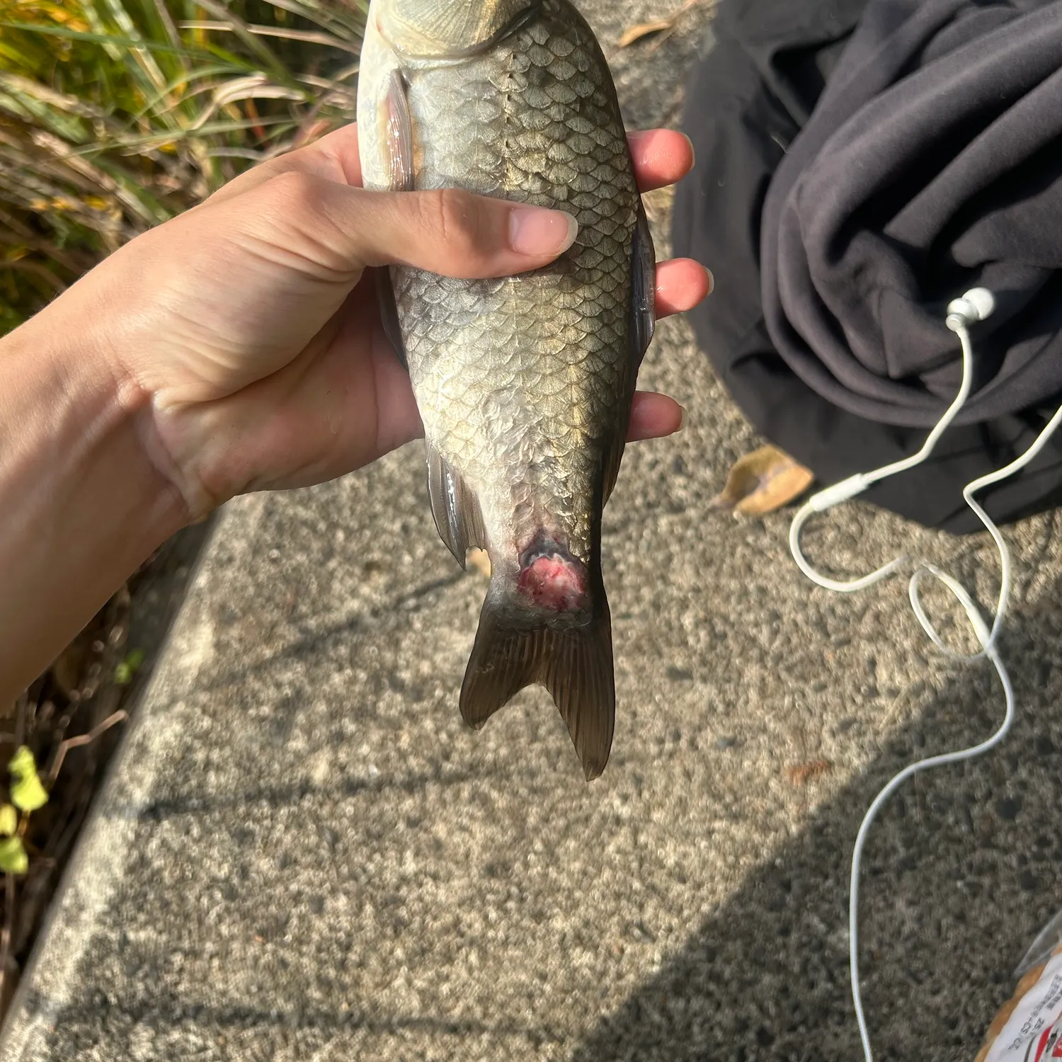 The most recent Japanese white crucian carp catches on Fishbrain