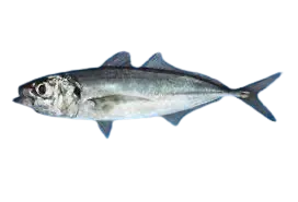Chilean jack mackerel