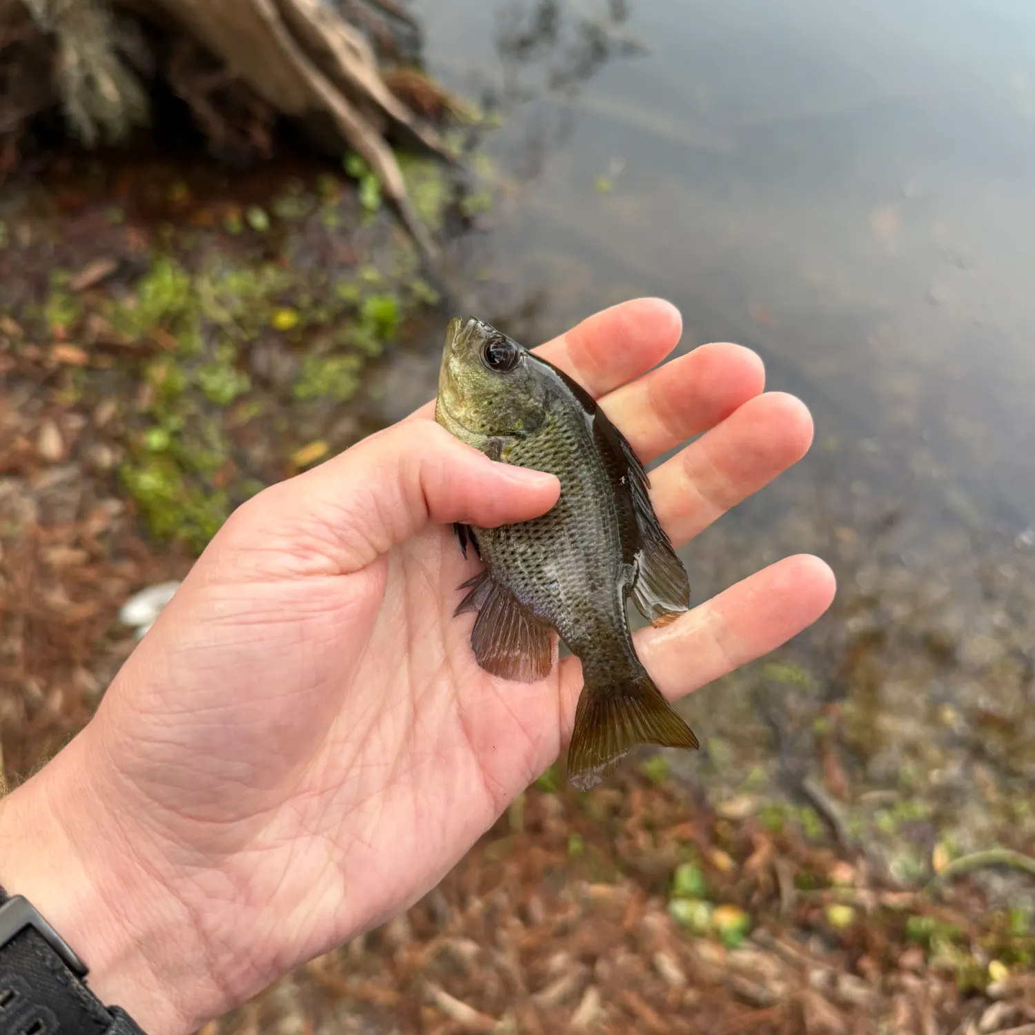 The most recent Spotted sunfish catches on Fishbrain