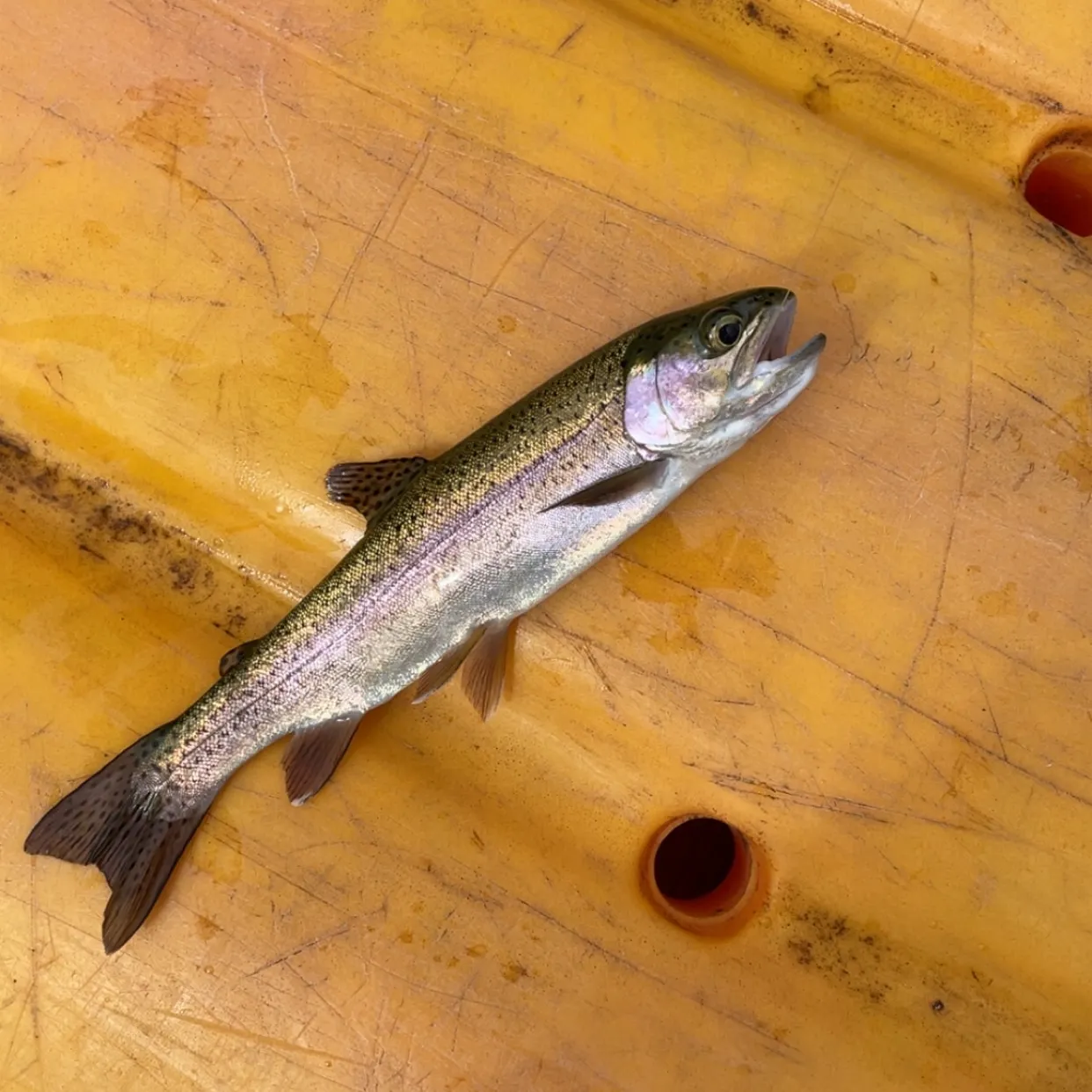 Rainbow trout caught on Fishbrain