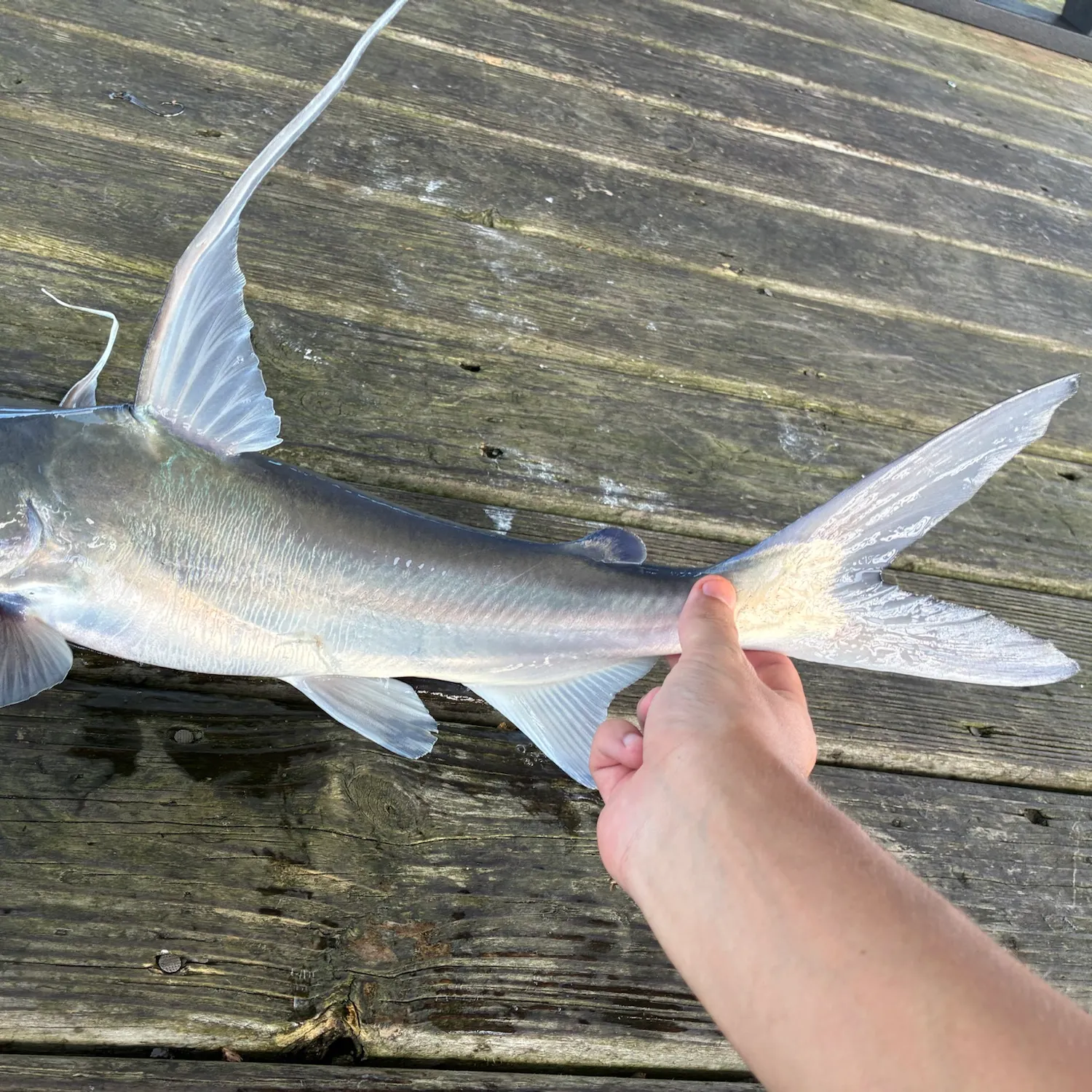 Gafftopsail sea catfish caught on Fishbrain