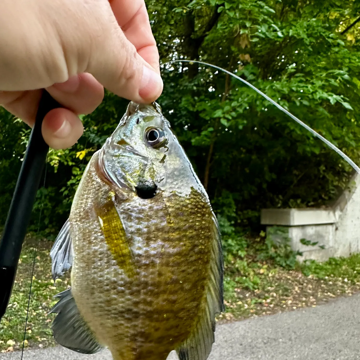 Bluegill caught on Fishbrain