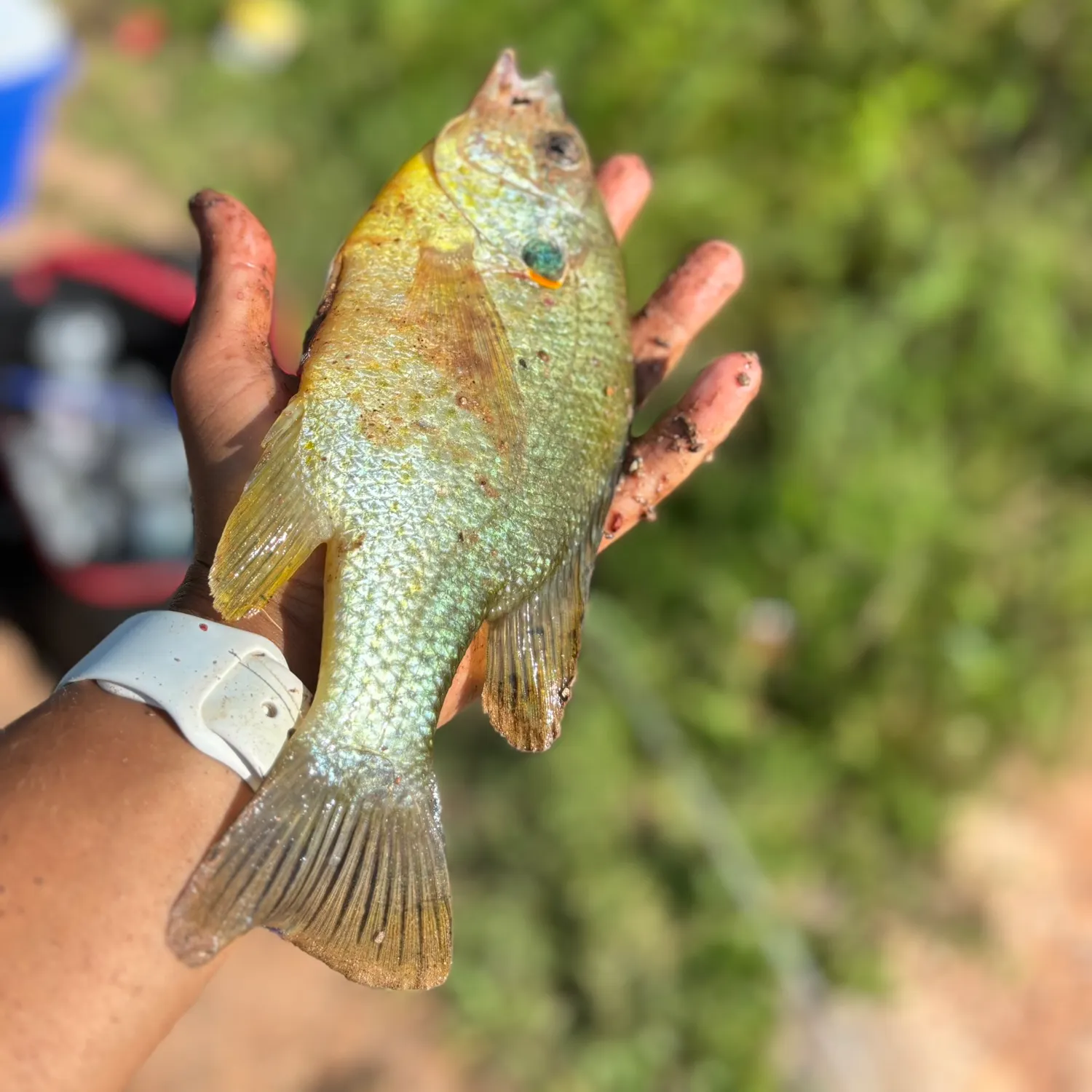 catch