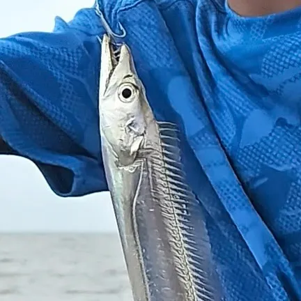 The most recent Atlantic cutlassfish catches on Fishbrain