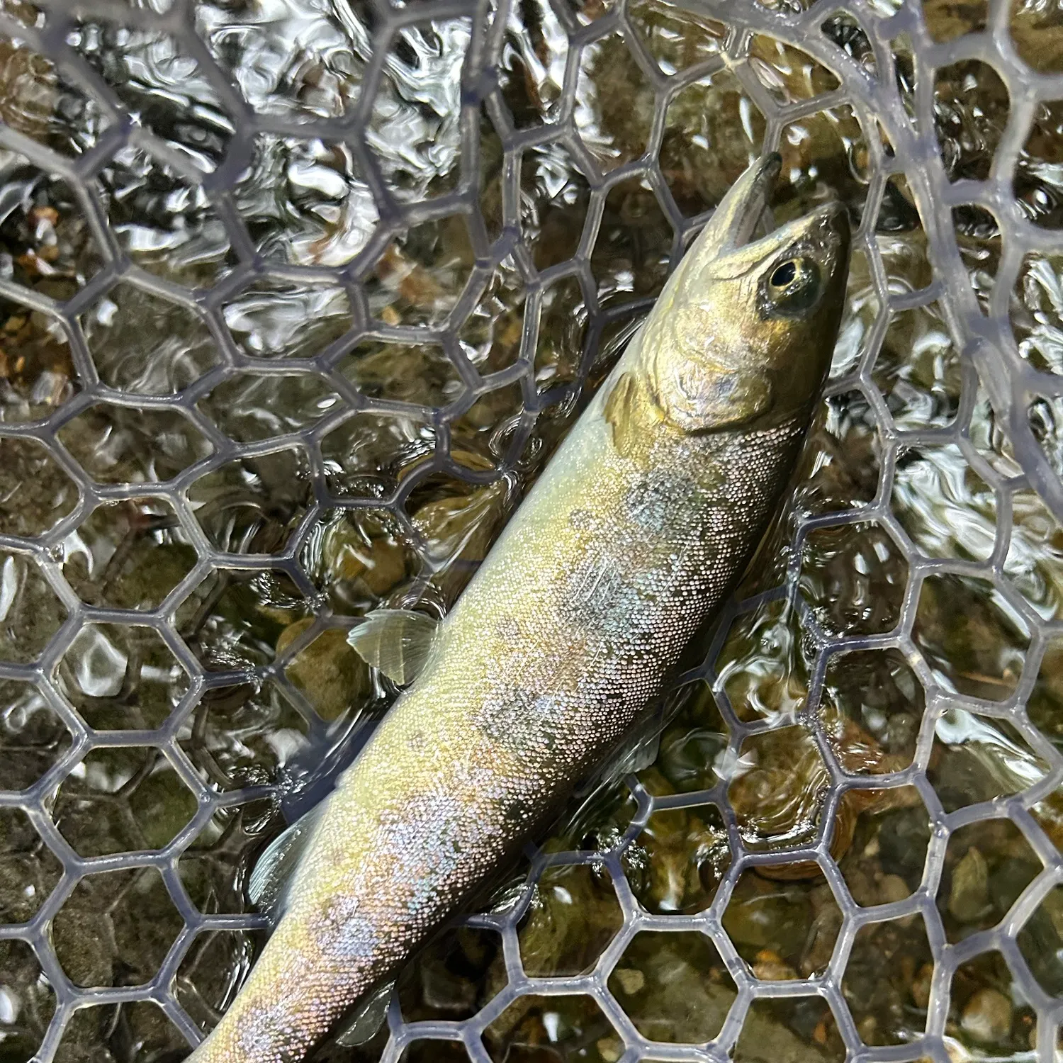 The most recent Cherry salmon catches on Fishbrain