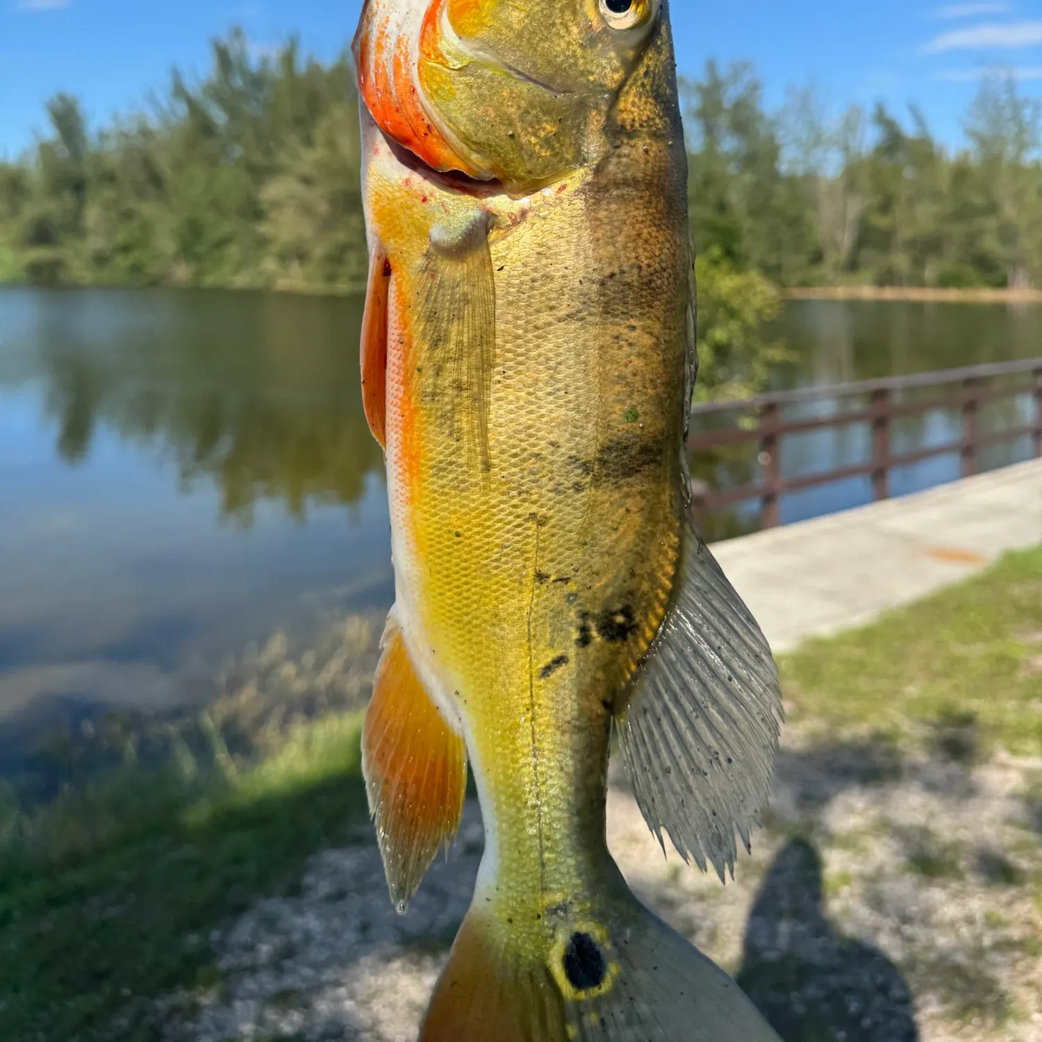 Butterfly peacock bass caught on Fishbrain