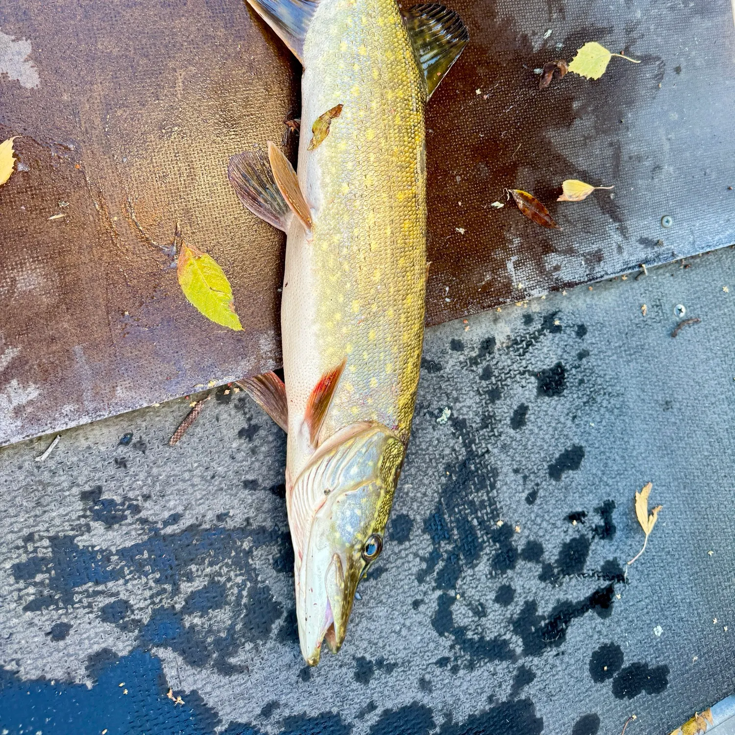 Northern pike caught on Fishbrain