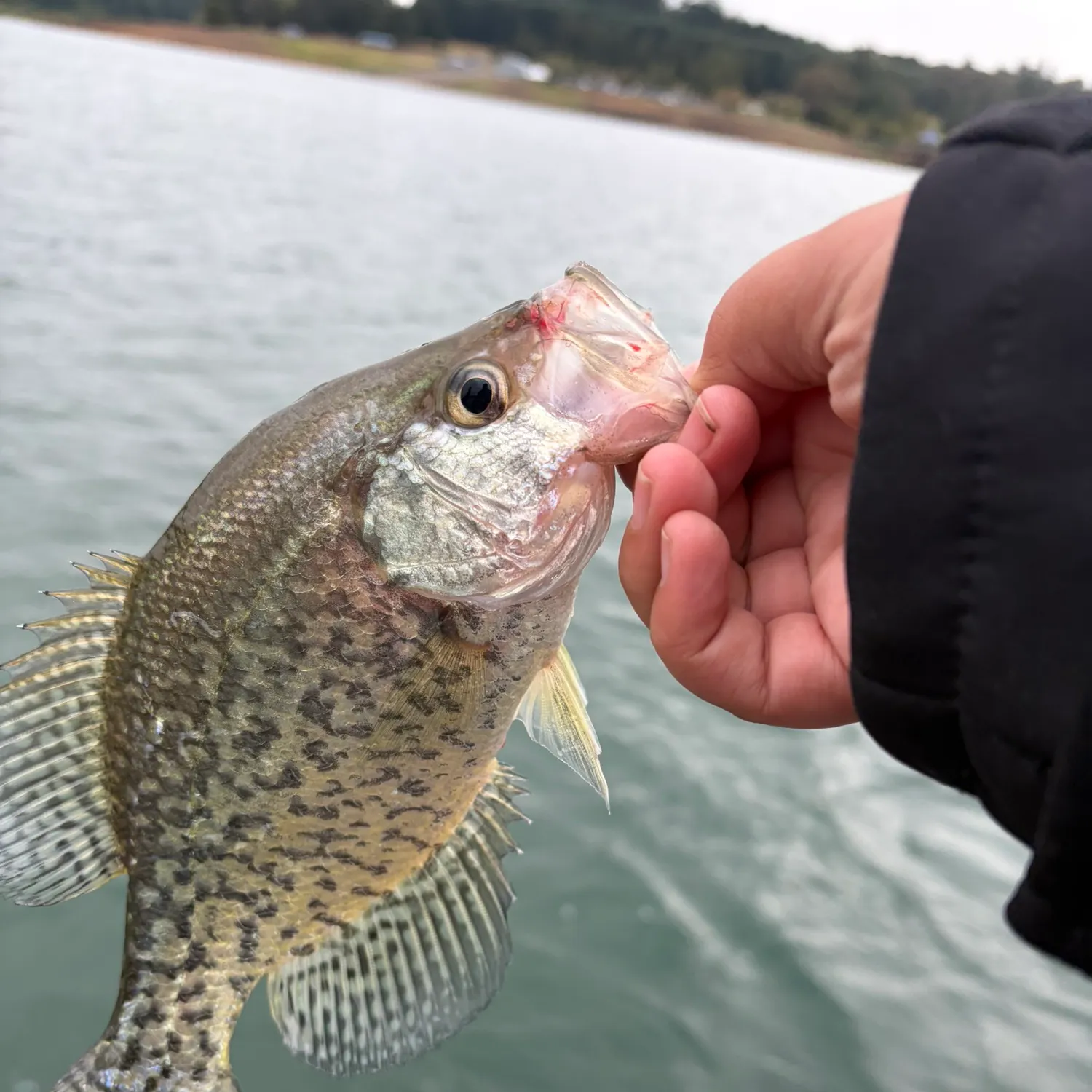Black crappie caught on Fishbrain