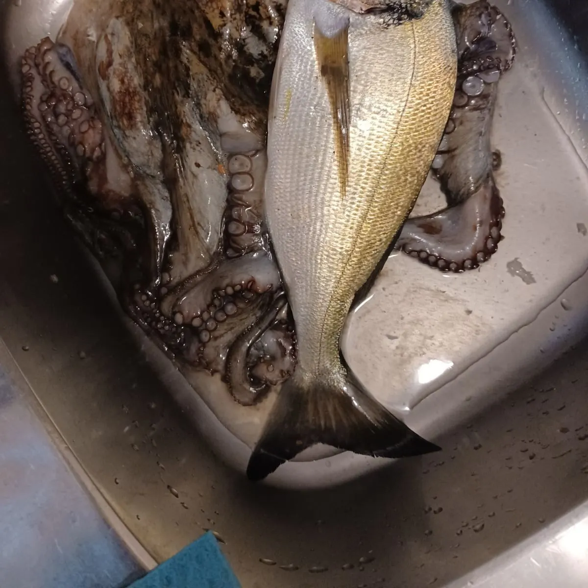 The most recent Common octopus catches on Fishbrain