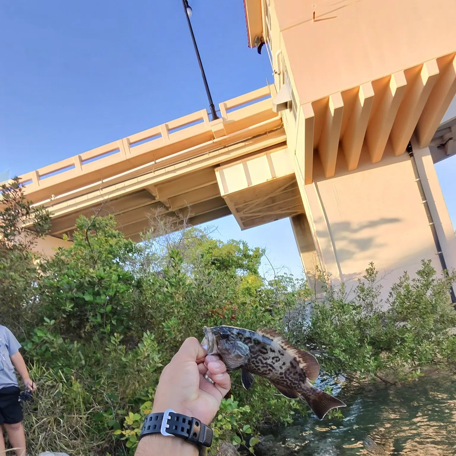 The most recent Gag grouper catches on Fishbrain