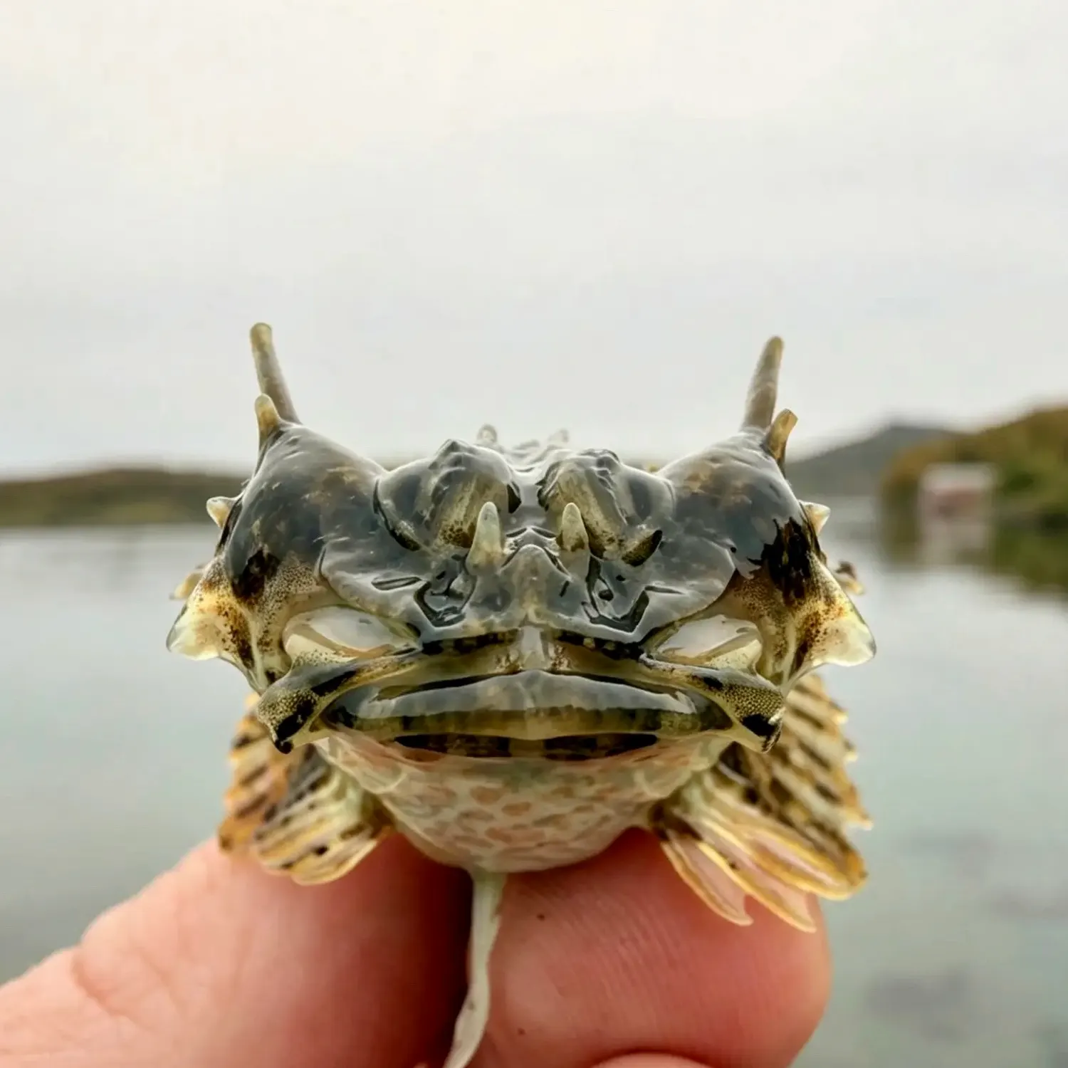 Longspined bullhead caught on Fishbrain