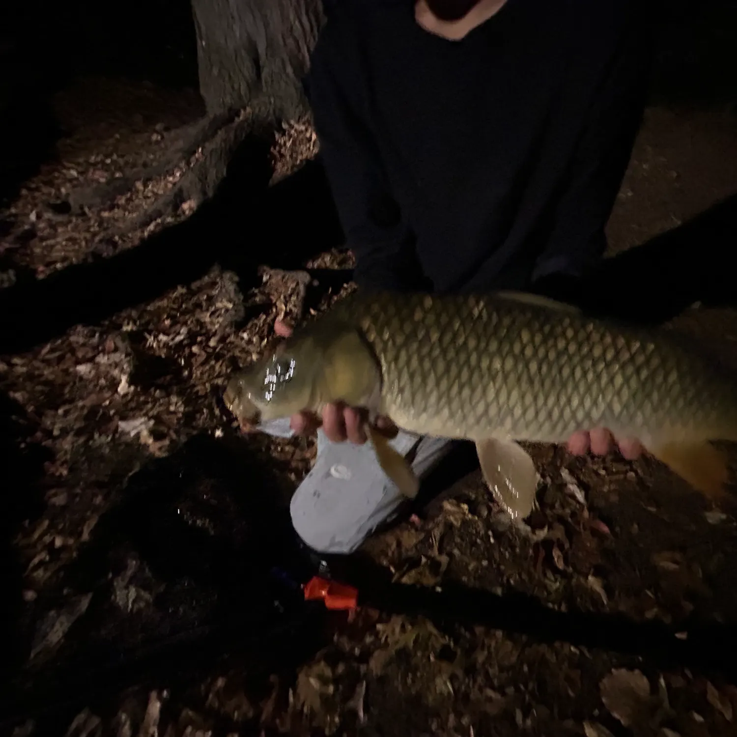 Common carp caught on Fishbrain
