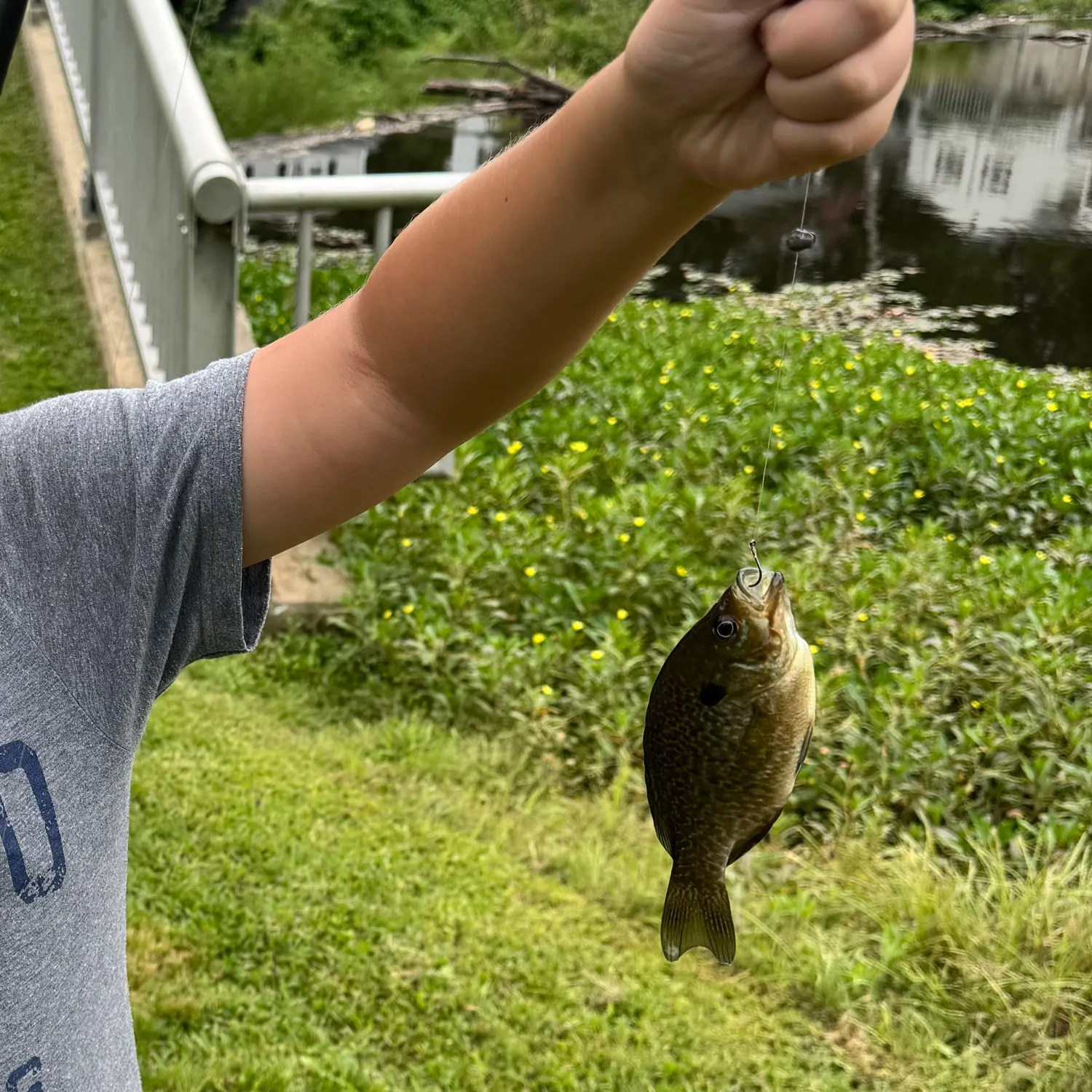 Bluegill caught on Fishbrain