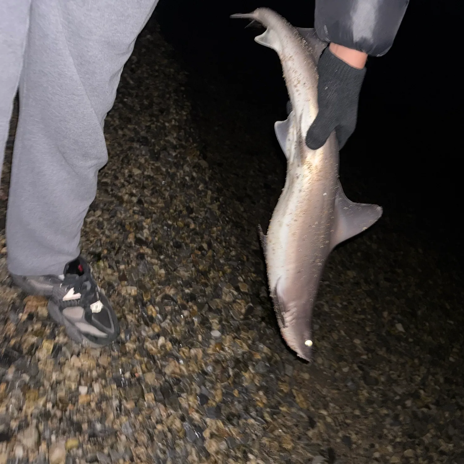 Dusky smooth-hound caught on Fishbrain