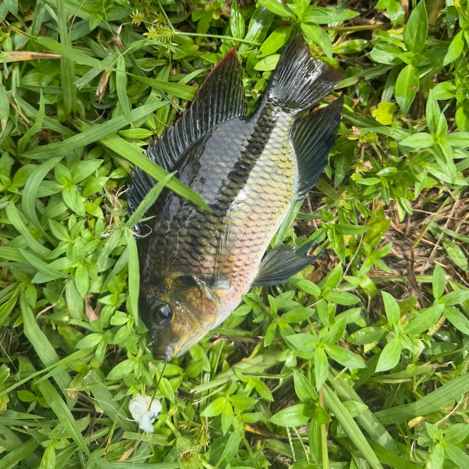The most recent Spotted tilapia catches on Fishbrain