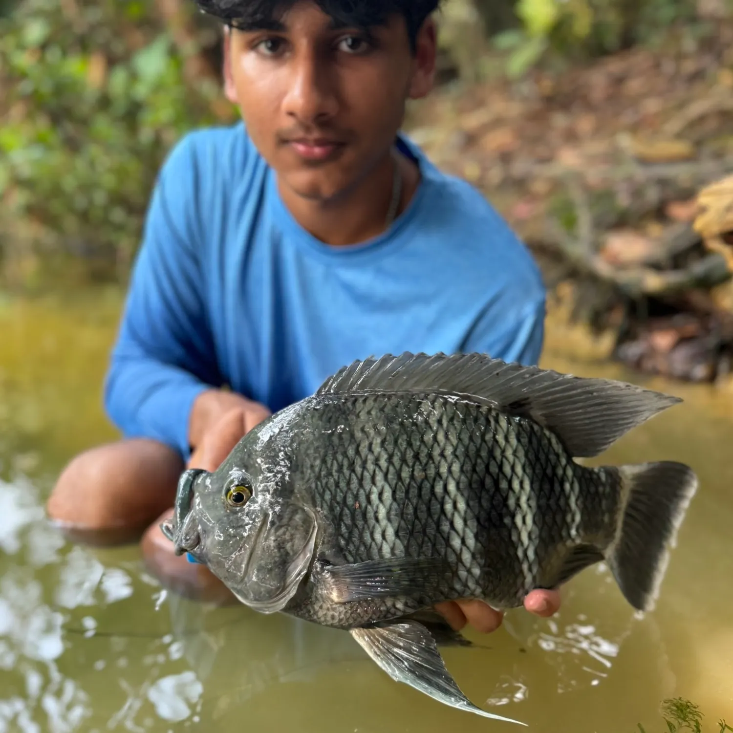 The most recent Zebra tilapia catches on Fishbrain
