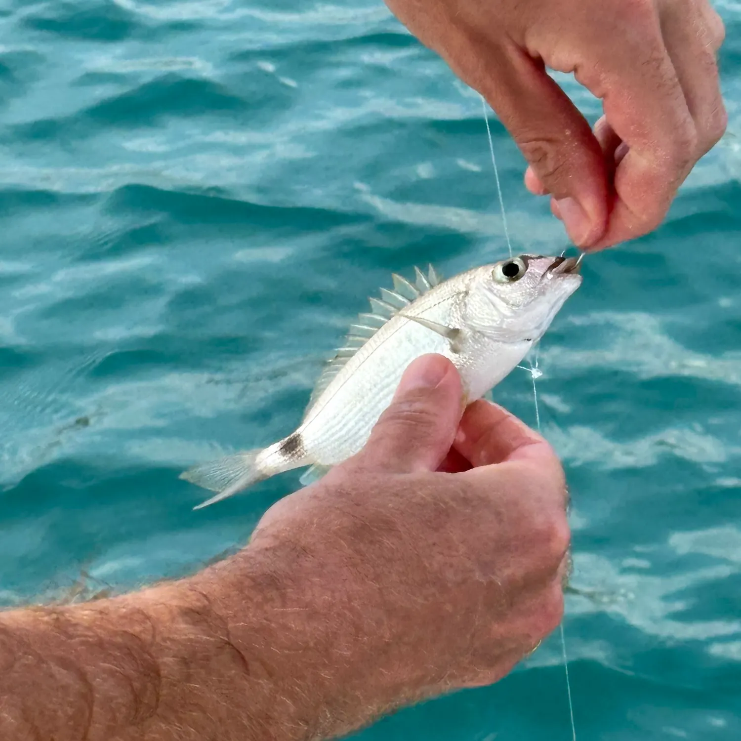 Fish caught on Fishbrain