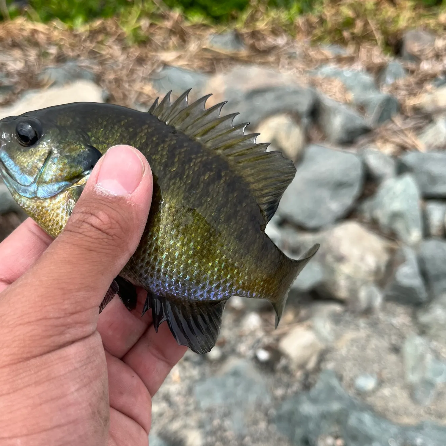 Bluegill caught on Fishbrain