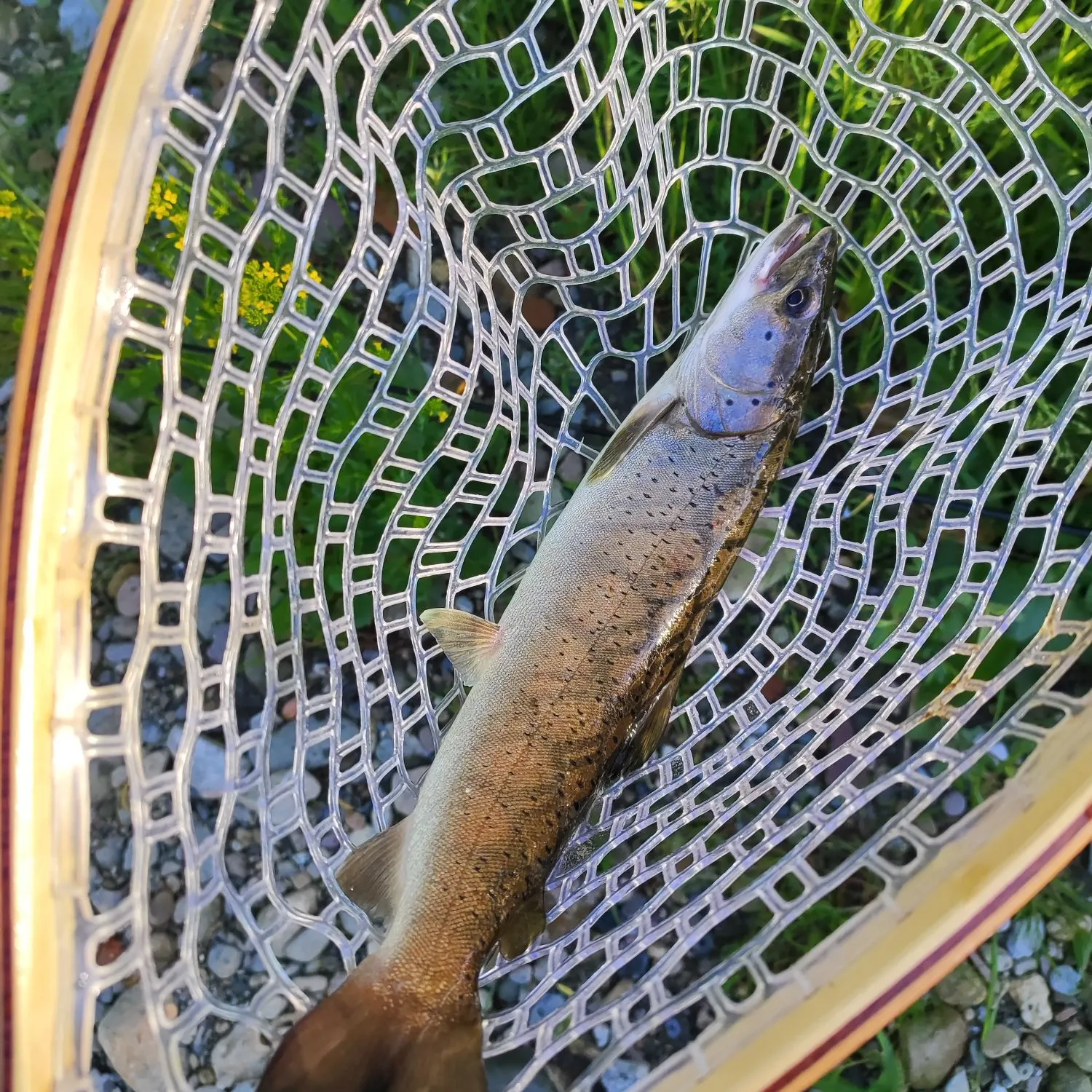 The most recent Huchen catches on Fishbrain