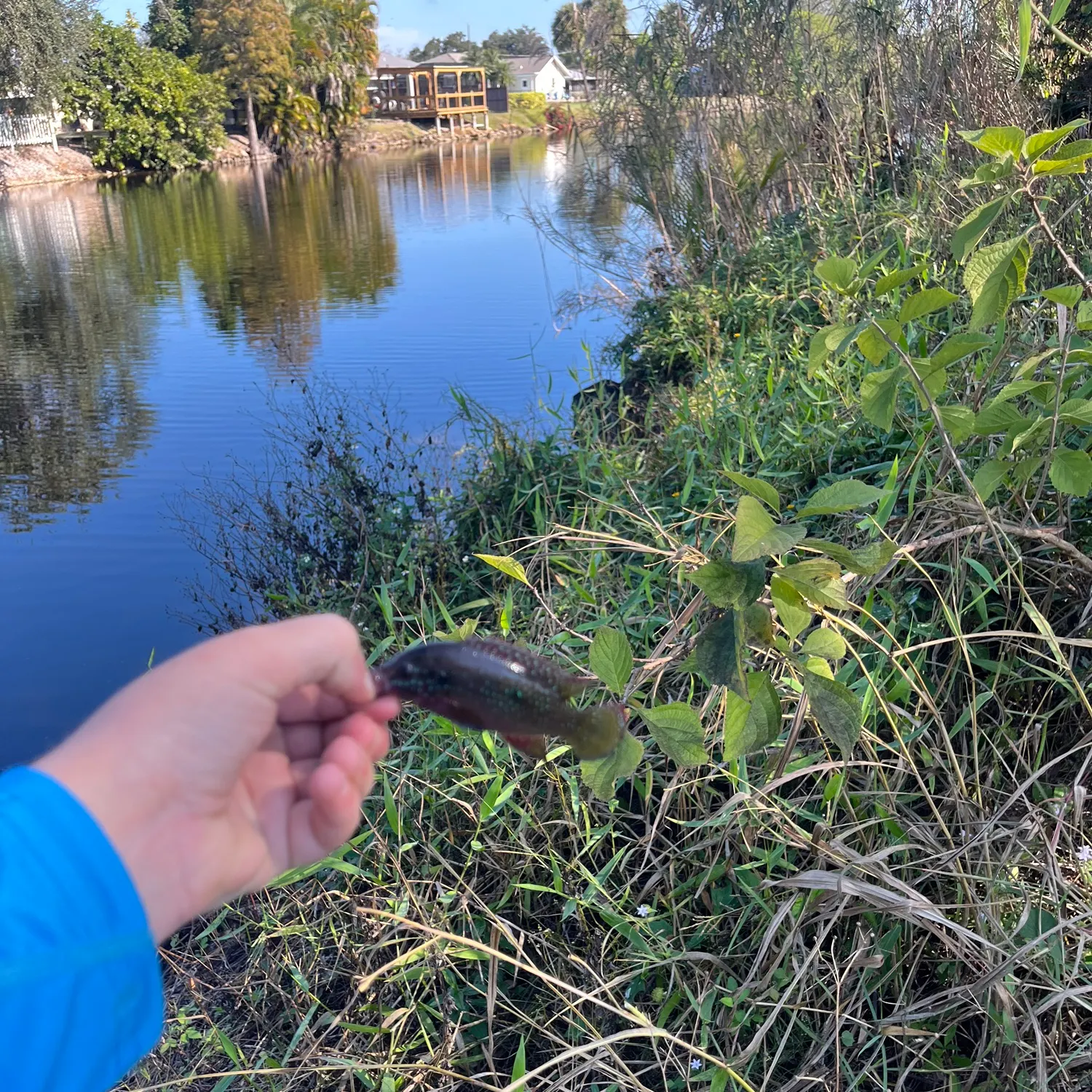 The most recent African Jewelfish catches on Fishbrain