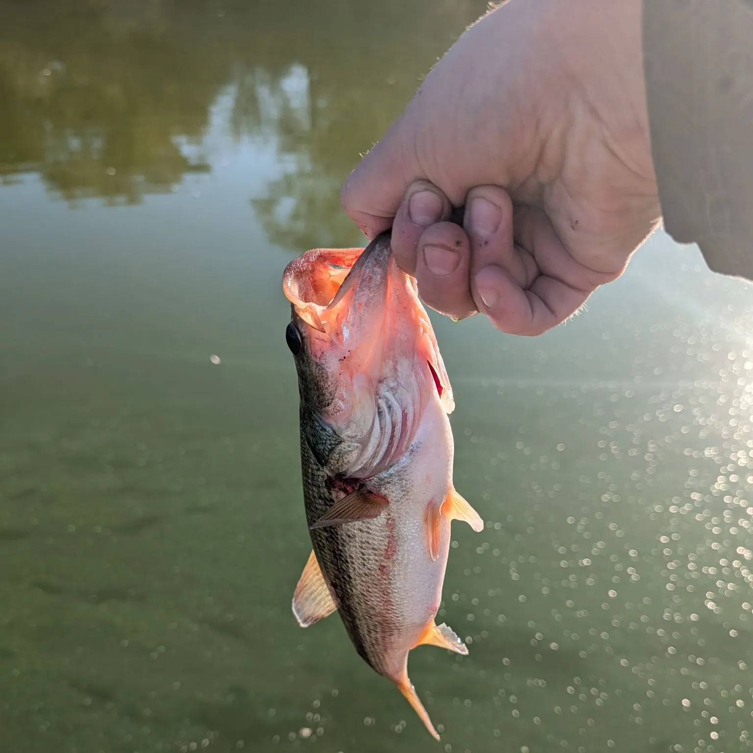Largemouth bass caught on Fishbrain