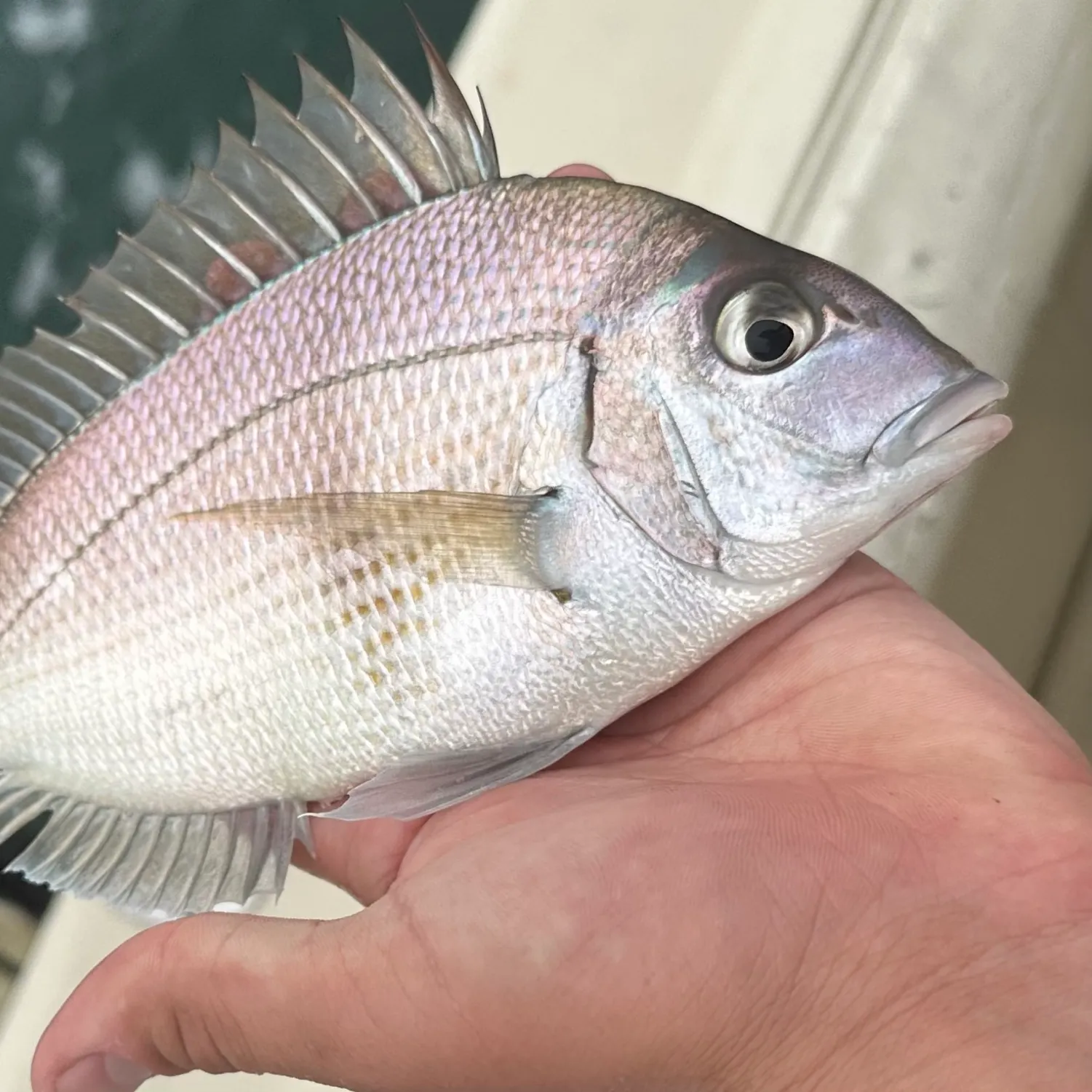 The most recent Scup catches on Fishbrain