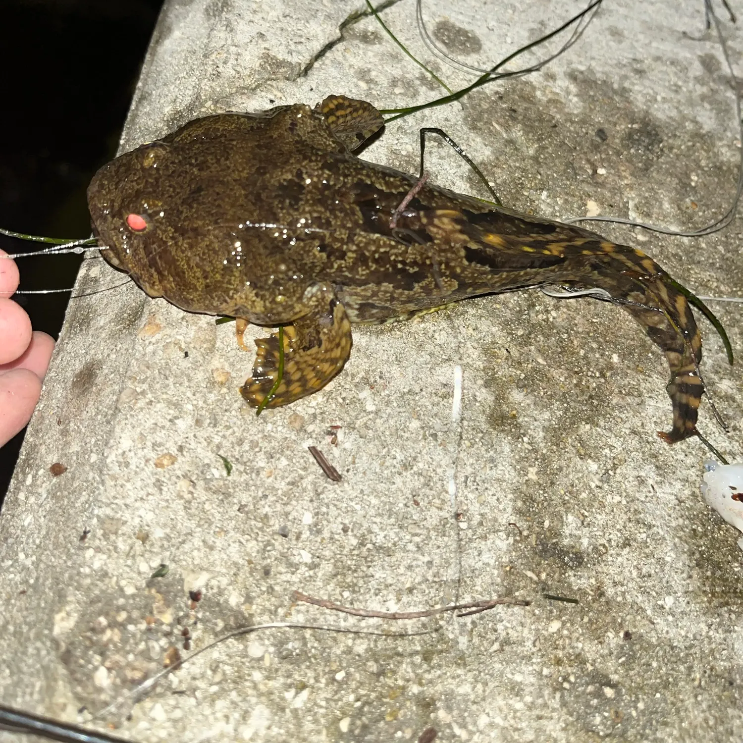 Gulf toadfish caught on Fishbrain