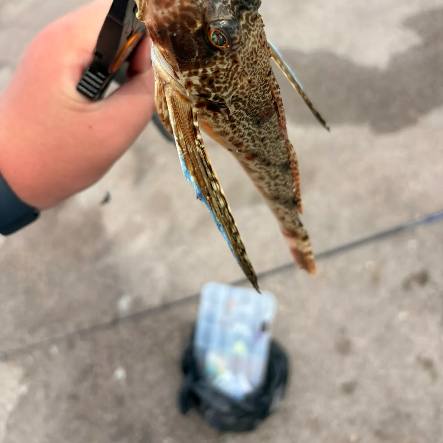 The most recent Tub gurnard catches on Fishbrain