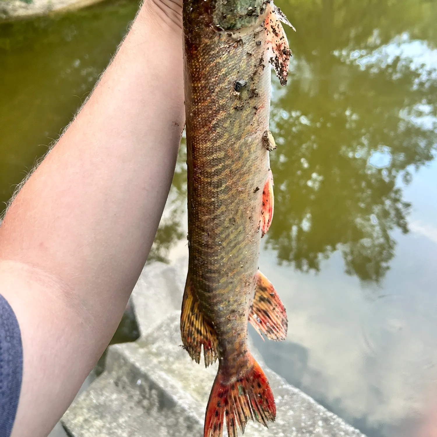 Muskie caught on Fishbrain