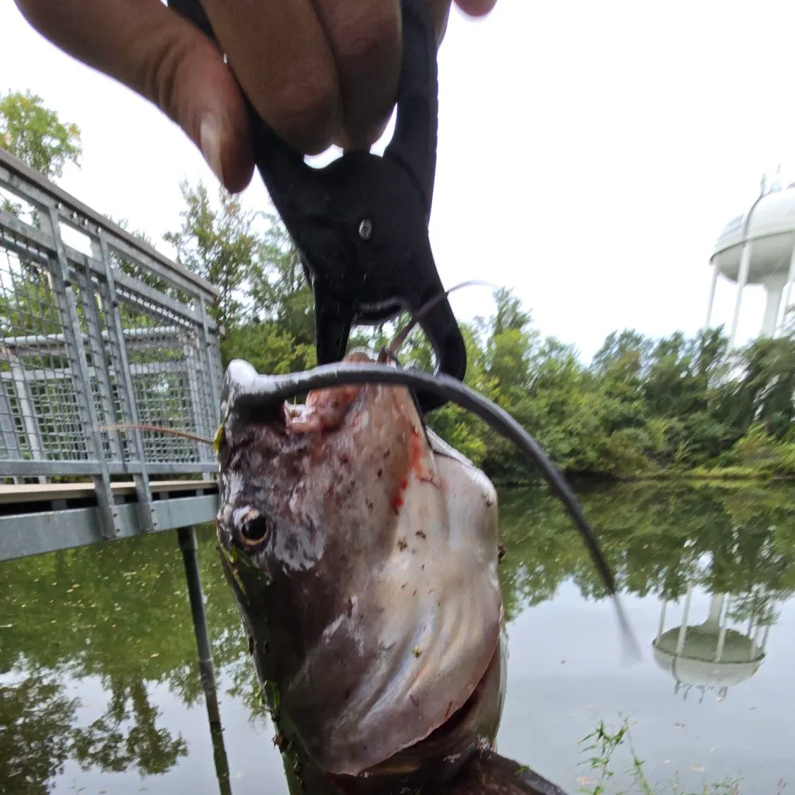 Channel catfish caught on Fishbrain