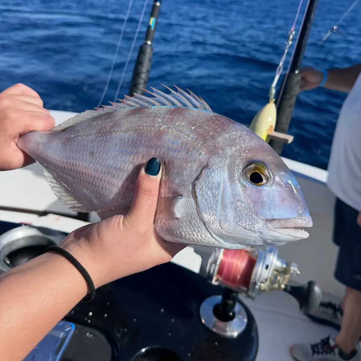 The most recent Scup catches on Fishbrain