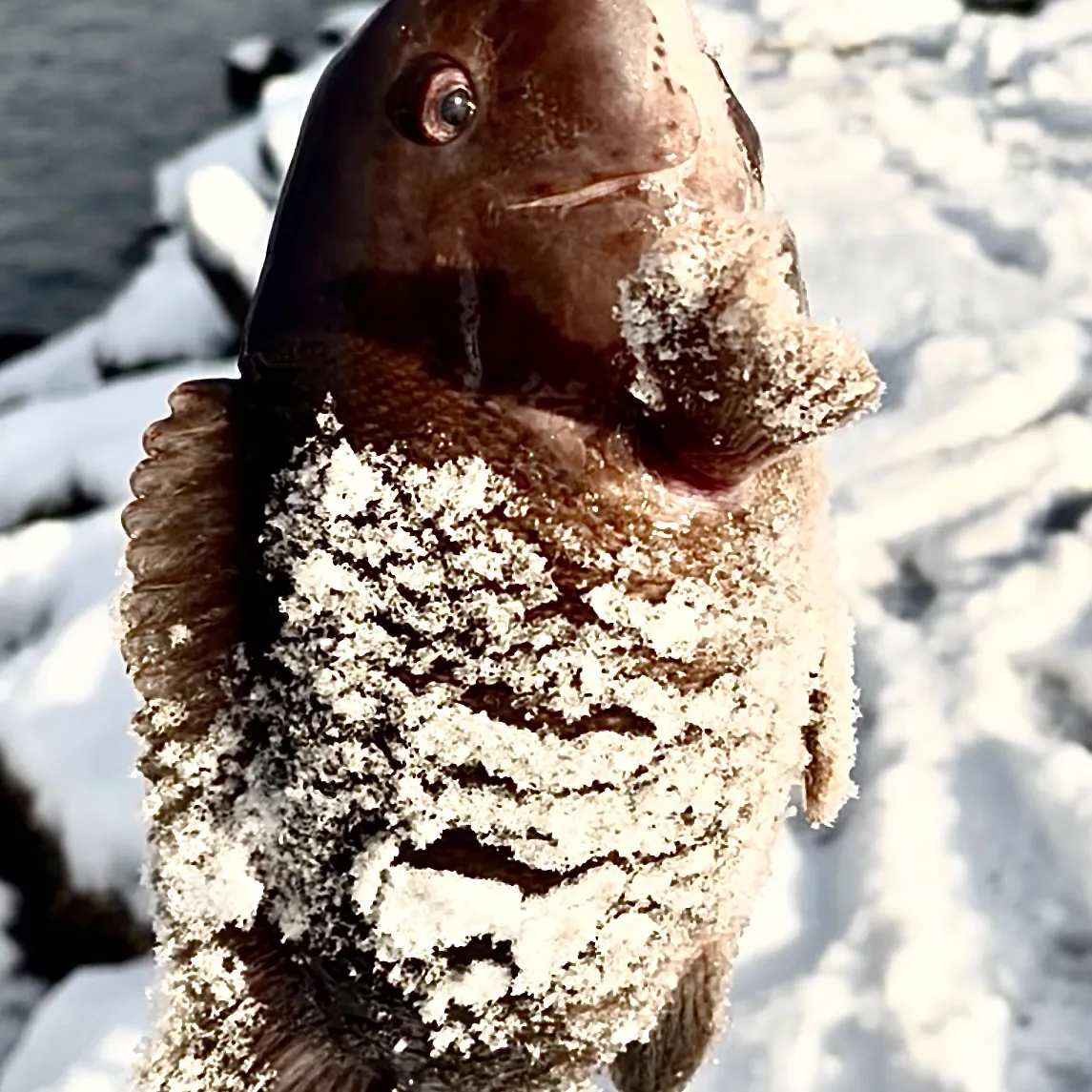 The most recent Tautog catches on Fishbrain